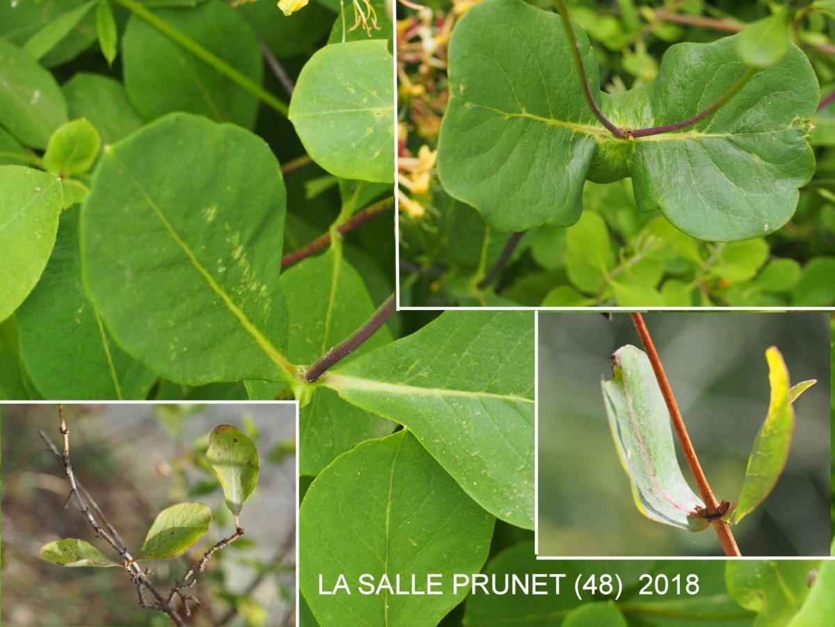 Honeysuckle, Eutruscan  leaf